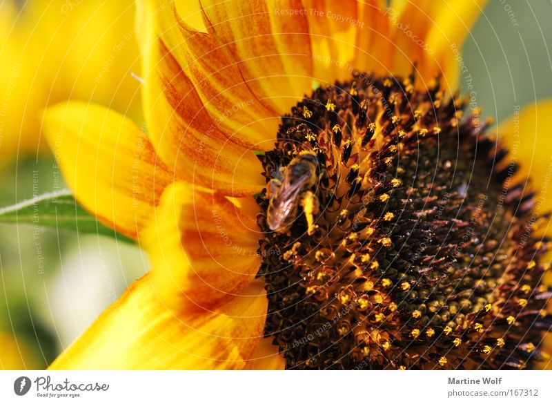 sunflower Nature Plant Animal Summer Blossom Sunflower Bee 1 Blossoming Brown Yellow Joie de vivre (Vitality) Diligent Collection Colour photo Exterior shot