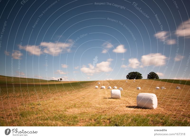 Marshmallow Field III Colour photo Exterior shot Day Shadow Contrast Sunlight Long exposure Motion blur Deep depth of field Central perspective Environment
