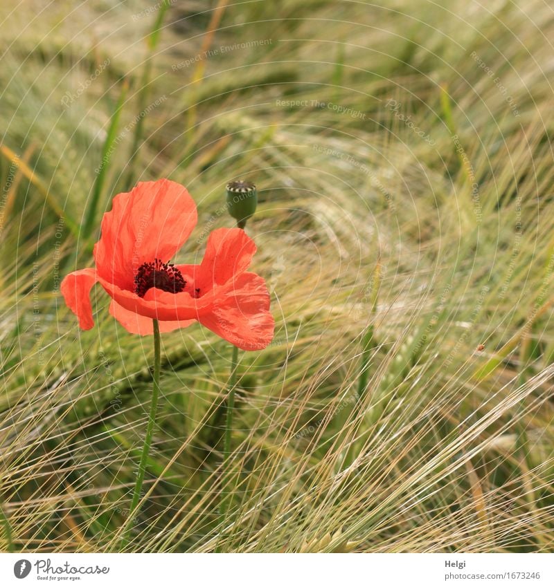 Poppy on Tuesday... Environment Nature Plant Spring Beautiful weather Flower Agricultural crop Grain Barley Poppy blossom Seed Ear of corn Field Blossoming