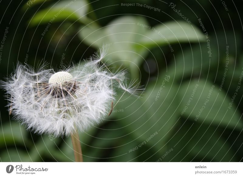 Take off! Nature Plant Summer Flower Wild plant Dandelion Meadow Beautiful Cuddly Kitsch Near Blown away Colour photo Subdued colour Exterior shot Close-up