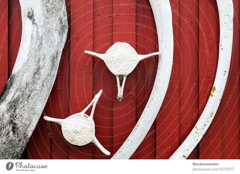 whalebone Animal Fishing village House (Residential Structure) Hut Wall (barrier) Wall (building) Facade Dead animal Sign Maritime Gray Red End Death