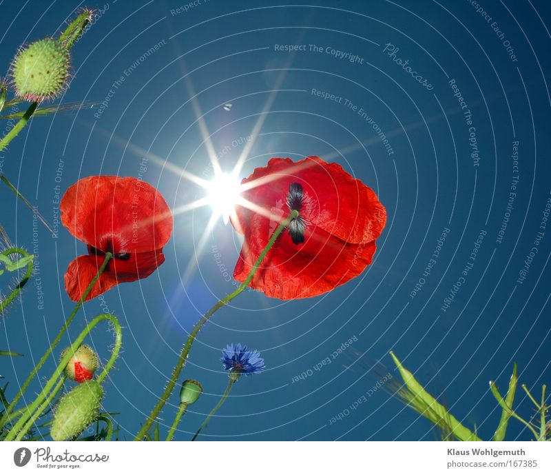 Clapping poppies backlit under sunny sky Colour photo Exterior shot Close-up Day Flash photo Light Sunlight Back-light Deep depth of field Wide angle Nature