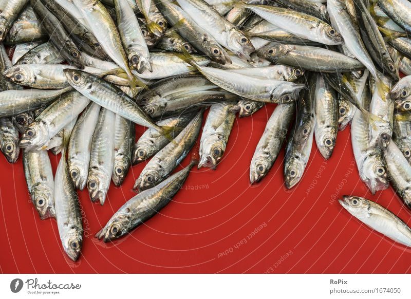 sardines Food Fish Seafood Nutrition Diet Cook Economy Trade Craft (trade) Environment Nature Water Ocean Scales Sardinia Flock Esthetic Authentic Simple
