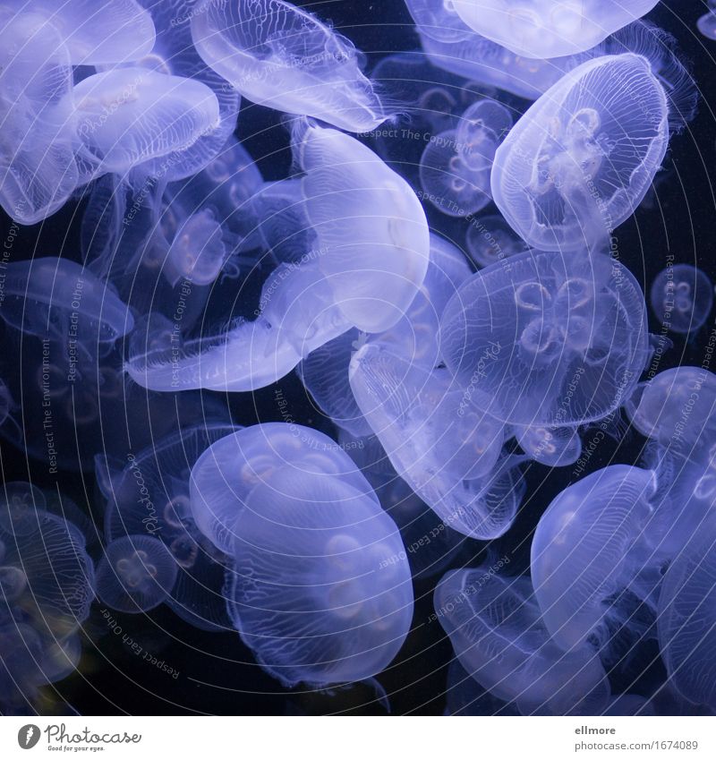 in the air Water Jellyfish Aquarium Flock Soft Blue Black Contentment Movement Elegant Slowly Hover drift Weightlessness Colour photo Subdued colour
