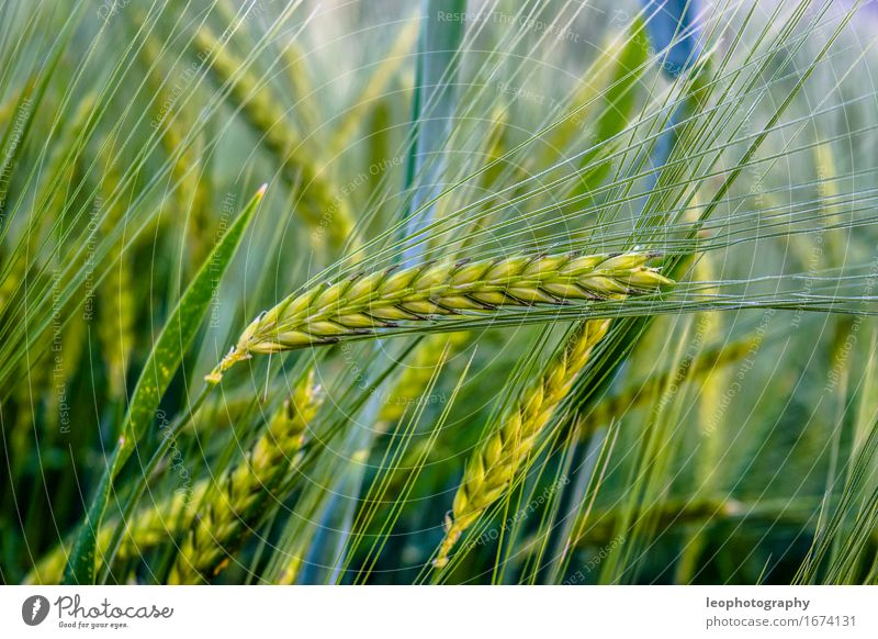 wheat Nutrition Organic produce Vegetarian diet Field Joie de vivre (Vitality) Wheat Wheatfield Wheat grain Grain Cornfield Raw materials and fuels Rye