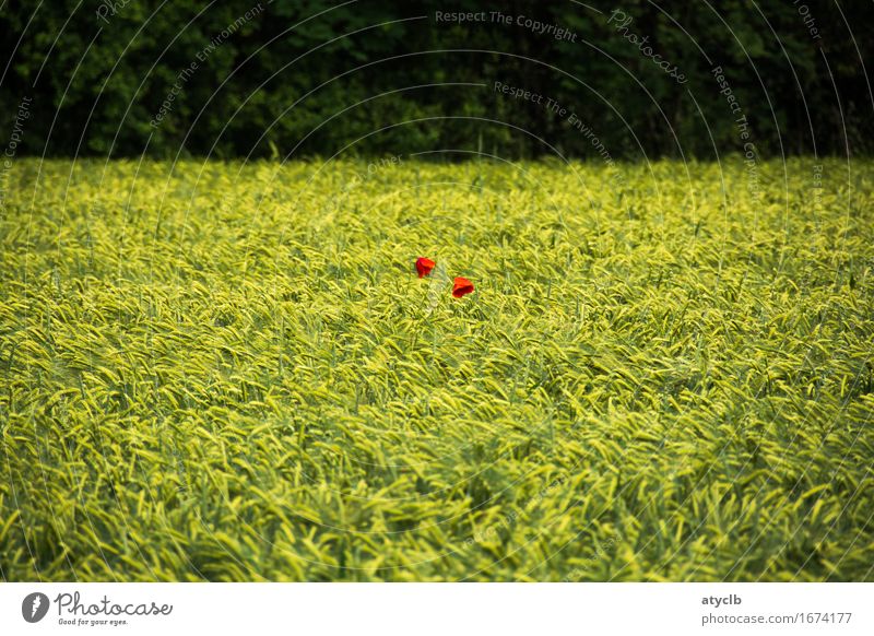 2 dots red Grain Nutrition Environment Nature Landscape Spring Plant Agricultural crop Field Forest Contentment Love Environmental protection Colour photo