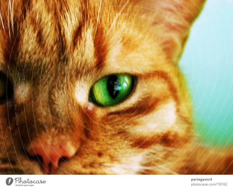 Nero Close-up Blur Domestic cat won Eyes
