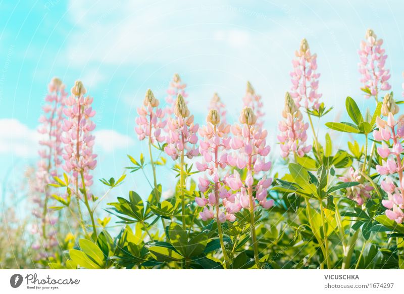 Pink lupines flowers over sky Lifestyle Design Vacation & Travel Summer Garden Nature Landscape Plant Sky Sun Sunlight Beautiful weather Flower Leaf Blossom
