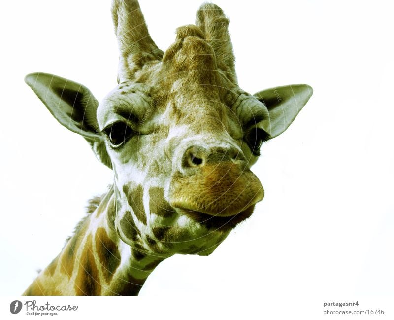 giraffe Funny Giraffe animal portrait