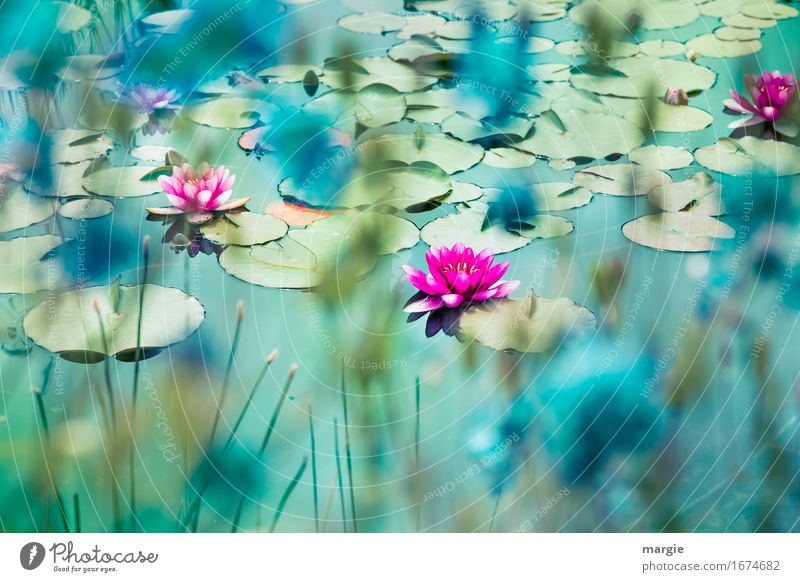 Beautiful water lilies on a pond Nature Plant Flower pink Garden Pond Brook River Pink Turquoise Water lily Water lily leaf Water lily pond Shore of a pond