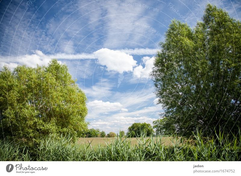 summer. Calm Fragrance Far-off places Summer Environment Nature Landscape Plant Sky Clouds Horizon Sun Sunlight Beautiful weather Tree Bushes Meadow Field