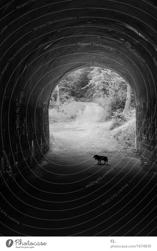 in the tunnel Forest Tunnel Lanes & trails Animal Pet Dog Dachshund 1 Going Dark Target To go for a walk Promenade Escape Black & white photo Exterior shot