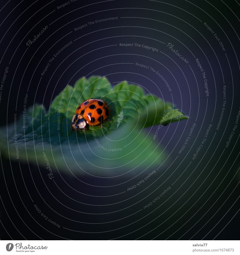 multipoint Harmonious Well-being Senses Calm Nature Plant Animal Spring Summer Leaf Wild animal Beetle vielpunkt Ladybird Insect Useful 1 Crawl Glittering Happy