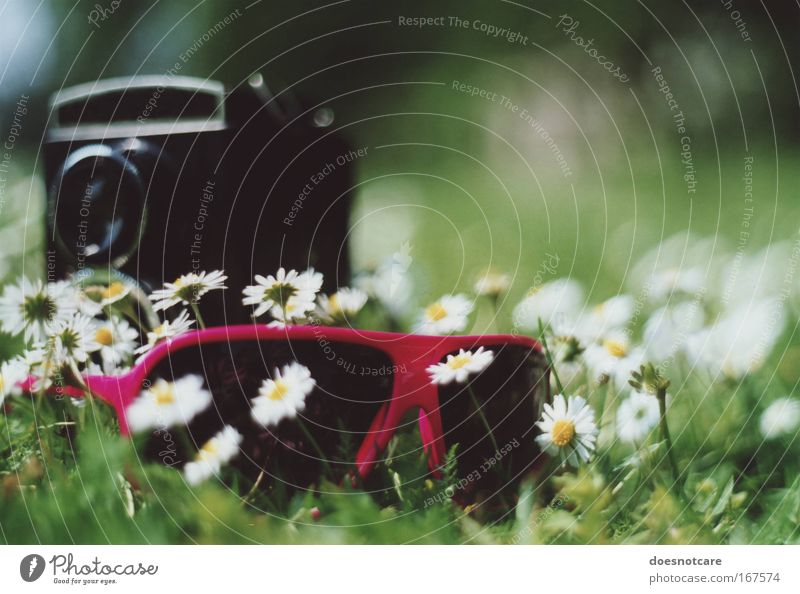 self. Lifestyle Style Summer Plant Flower Daisy Meadow Accessory Sunglasses Blossoming Relaxation Cool (slang) Fragrance Hip & trendy Uniqueness Green Pink