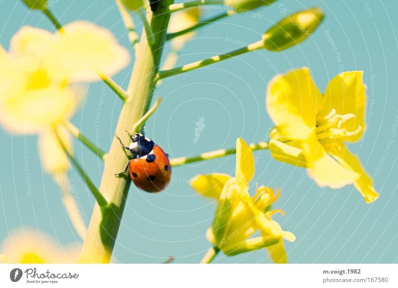 Ladybird IV Colour photo Close-up Detail Macro (Extreme close-up) Deep depth of field Nature Plant Animal Cloudless sky Spring Summer Blossom Canola Beetle 1