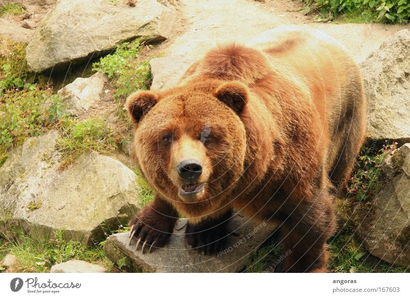 eye contact Colour photo Exterior shot Day Sunlight Bird's-eye view Looking Zoo Bear 1 Animal Stone Observe Muscular Beautiful Brown Pride Power Elegant