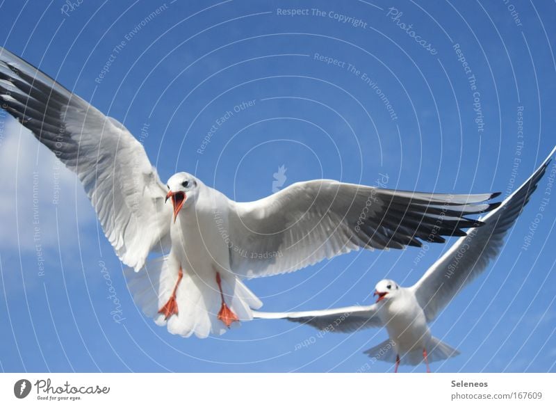what do you want from me? Colour photo Exterior shot Deserted Copy Space top Day Animal portrait Wild animal Bird Seagull 2 Flying Scream Blue White