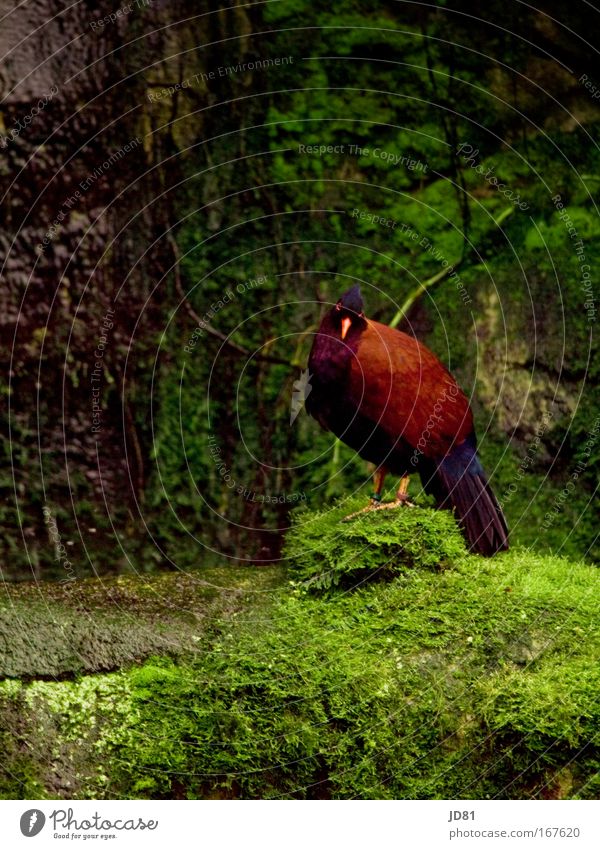 What are you looking at? Colour photo Multicoloured Exterior shot Day Contrast Looking into the camera Zoo Nature Exotic Rock Animal Wild animal Bird Wing 1