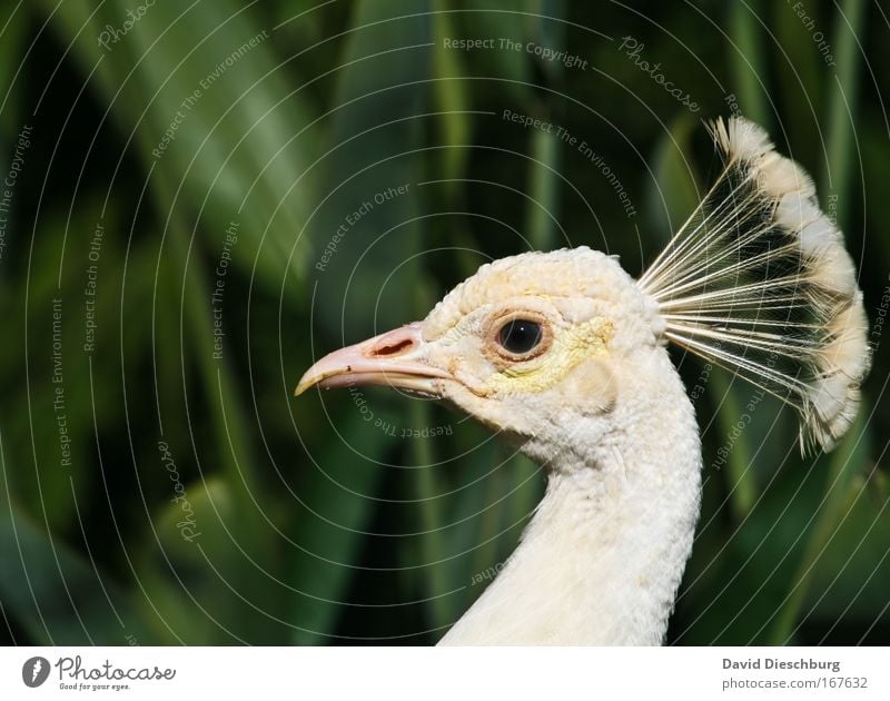 white lady Colour photo Exterior shot Copy Space top Contrast Animal portrait Looking Nature Wild animal Bird Animal face 1 Esthetic Green White Peacock