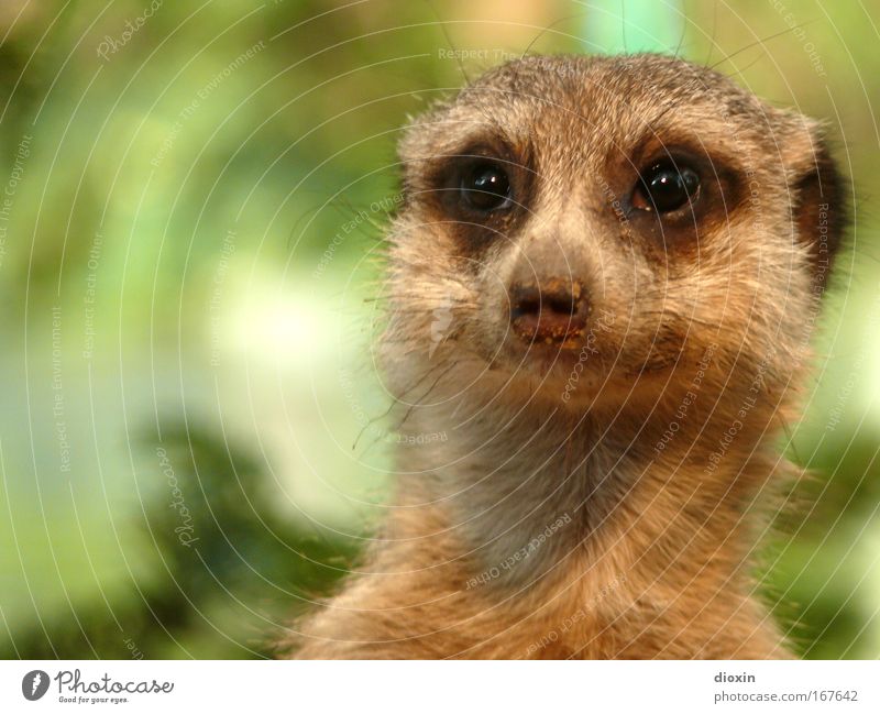 Take a look at this... (Suricata suricatta) Colour photo Deserted Copy Space left Shallow depth of field Animal portrait Forward Environment Nature Earth