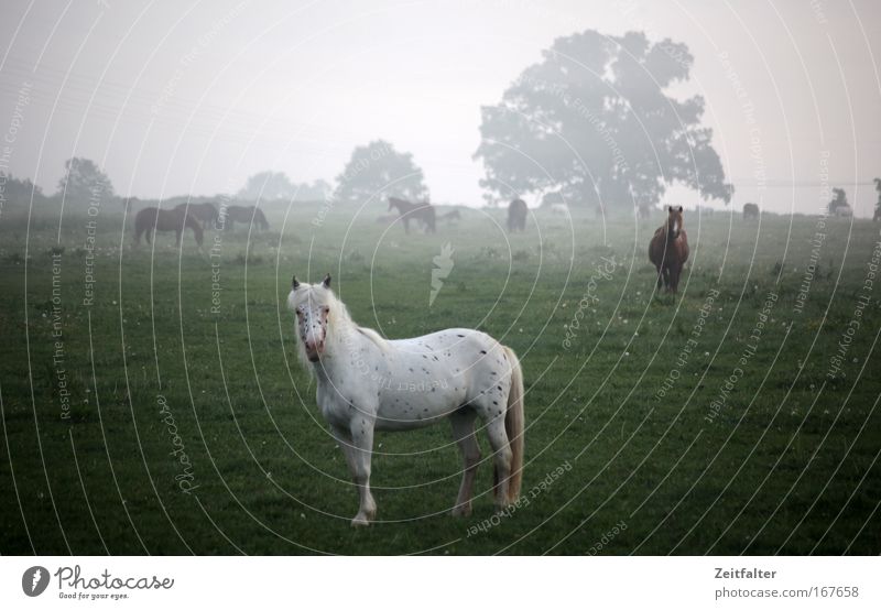 Horse in early haze Colour photo Exterior shot Morning Shallow depth of field Long shot Looking into the camera Animal Farm animal Group of animals Moody