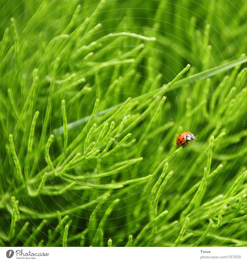bug Colour photo Multicoloured Exterior shot Close-up Deserted Copy Space top Day Blur Nature Spring Grass Wild plant Meadow Animal Beetle 1 Green Red