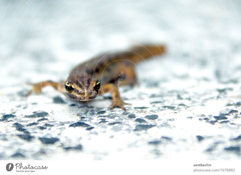 newt Amphibian Frog Endangered species Saurians Animal Garden Garden pond Small Reptiles Newt Nature Environmental protection Water frog Pond Wild animal