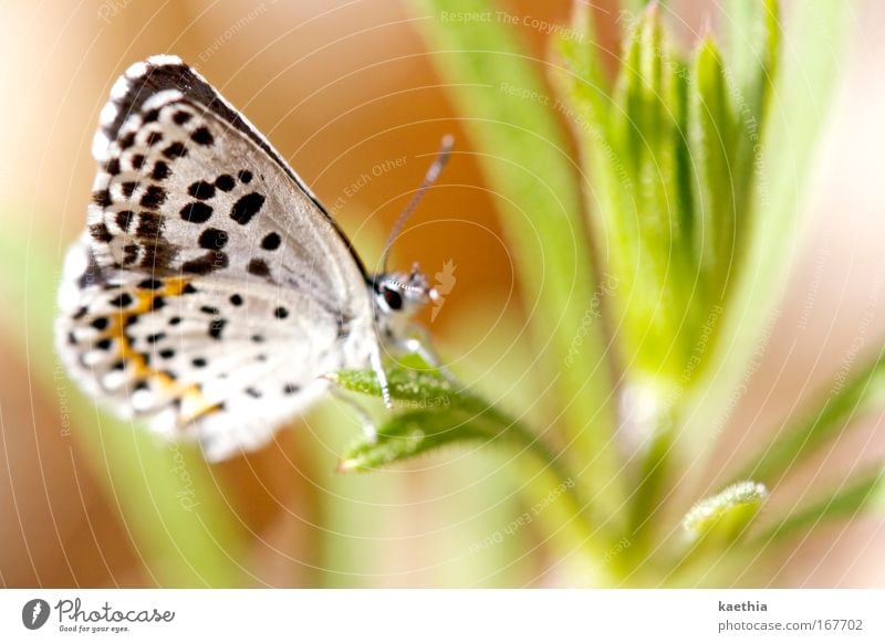 the other butterfly effect Colour photo Exterior shot Macro (Extreme close-up) Day Sunlight Shallow depth of field Environment Nature Animal Summer Plant Grass