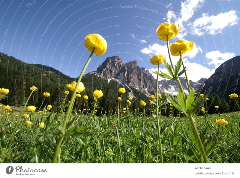 Dolomites Ladinia Colour photo Exterior shot Close-up Deserted Copy Space top Day Light Sunlight Worm's-eye view Panorama (View) Wide angle Forward Upward