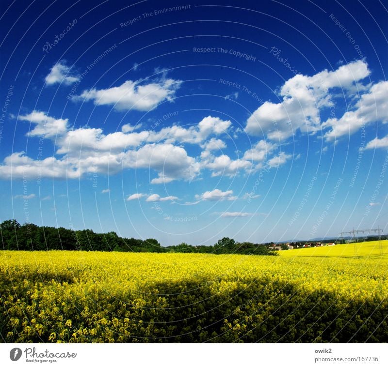 every year Energy industry Renewable energy Environment Nature Landscape Plant Sky Clouds Horizon Beautiful weather Blossom Agricultural crop Canola field