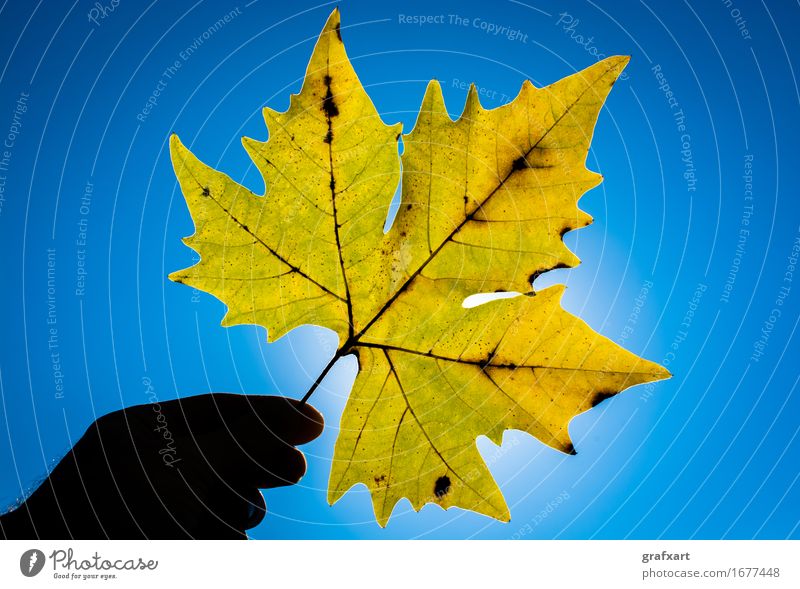 Yellow maple leaf in sunlight Leaf Autumn Maple tree American Sycamore Plant Hand Sky Sun Sunlight Rachis Lighting Blue Transparent Nature Seasons Tree