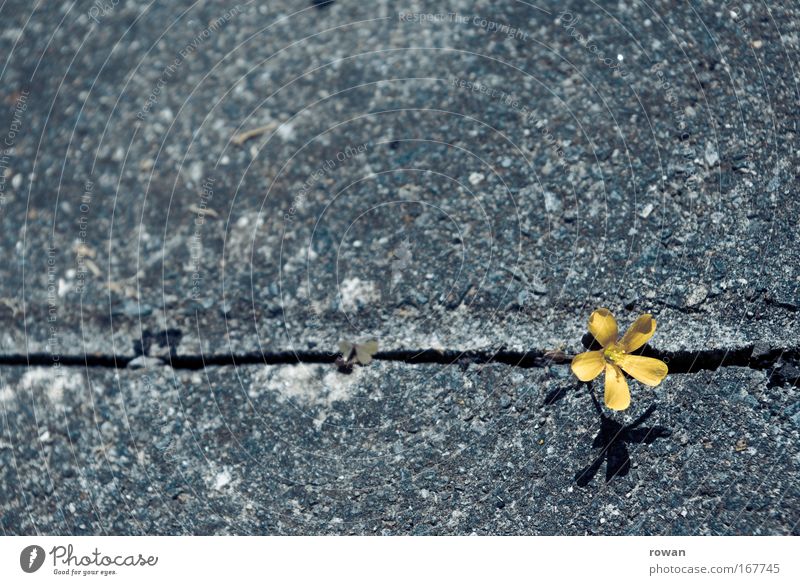 flower vs. asphalt Colour photo Neutral Background Plant Flower Uniqueness Beautiful Endurance Unwavering Competition Optimism Protest Revolt Independence Power