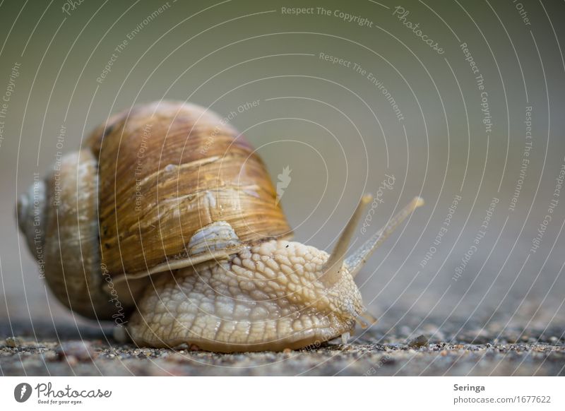 watershed Animal Snail Animal face 1 Slimy Beautiful Snail slime Snail shell Vineyard snail Large garden snail shell Slowly Colour photo Subdued colour