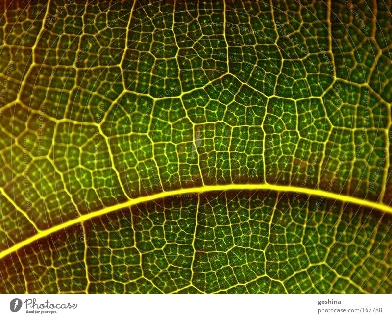 lifeline Colour photo Interior shot Close-up Detail Macro (Extreme close-up) Pattern Structures and shapes Contrast Light (Natural Phenomenon) Back-light Nature