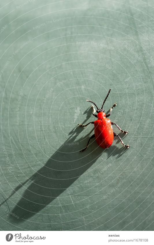 Lily chicken with long shadow on green area leaf beetle Lily beetle Beetle Shadow Grand piano Feeler 1 Animal Green Red Black Shadow play Leg of a beetle