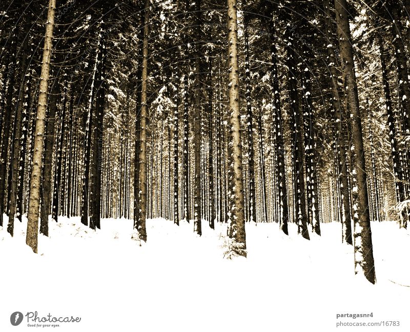 I seh´ the forest not Forest Spruce Winter Sepia Snow