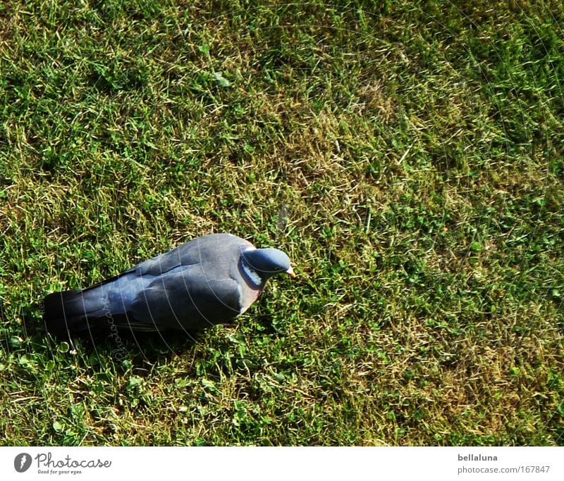 The good in the potty, the bad in the crop Environment Nature Meadow Animal Wild animal Bird Pigeon Wing 1 Moody Search Colour photo Multicoloured Exterior shot