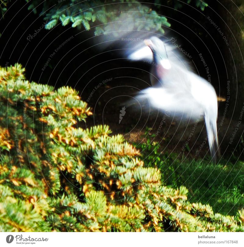 landing approach Environment Nature Beautiful weather Animal Wild animal Bird Pigeon Wing 1 Colour photo Multicoloured Exterior shot Aerial photograph Day Light