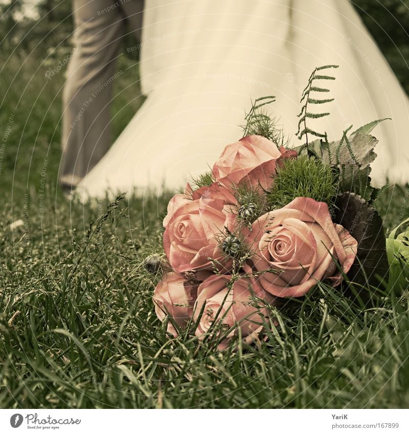 wedding anniversary Colour photo Subdued colour Exterior shot Day Blur Worm's-eye view Feasts & Celebrations Wedding Flower Grass Rose Meadow Lie Esthetic
