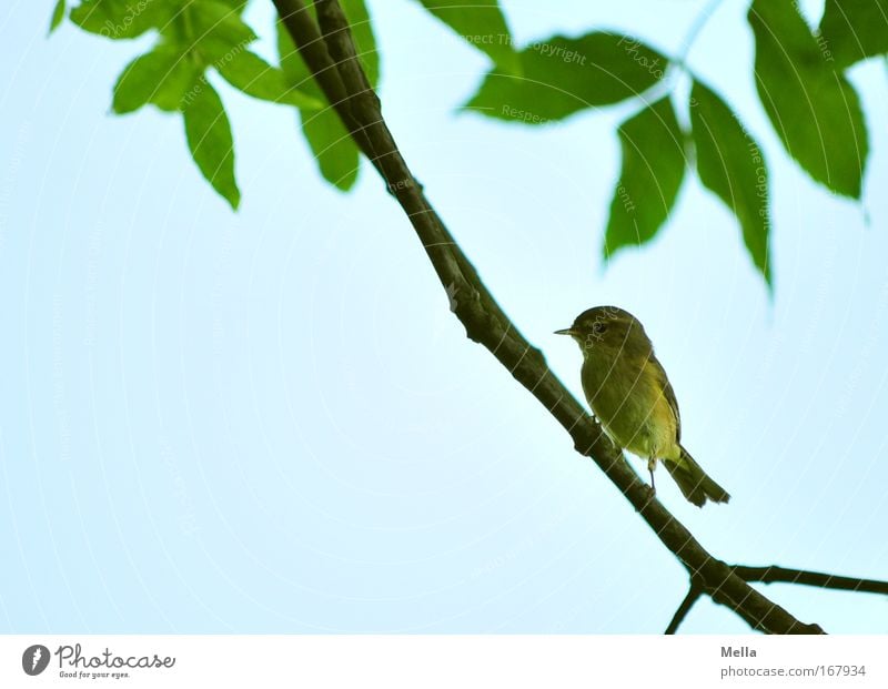 Half Bird Wedding Environment Nature Animal Cloudless sky Spring Summer Plant Tree Leaf Wild animal Wing Chiff-chaff Fitis Old world warbler 1 Sit Free Natural