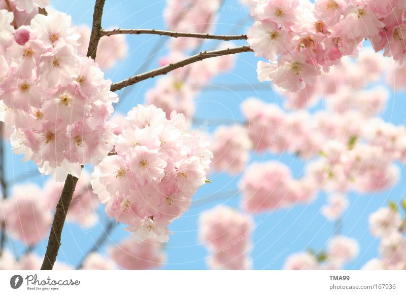 bees - hive II Colour photo Multicoloured Exterior shot Deserted Copy Space right Copy Space bottom Copy Space middle Day Sunlight Tree Blossom Blossoming