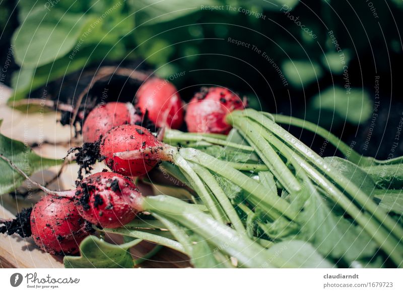 raised-bed harvest Food Vegetable Radish Nutrition Organic produce Vegetarian diet Slow food Environment Nature Plant Summer Agricultural crop Garden Fresh