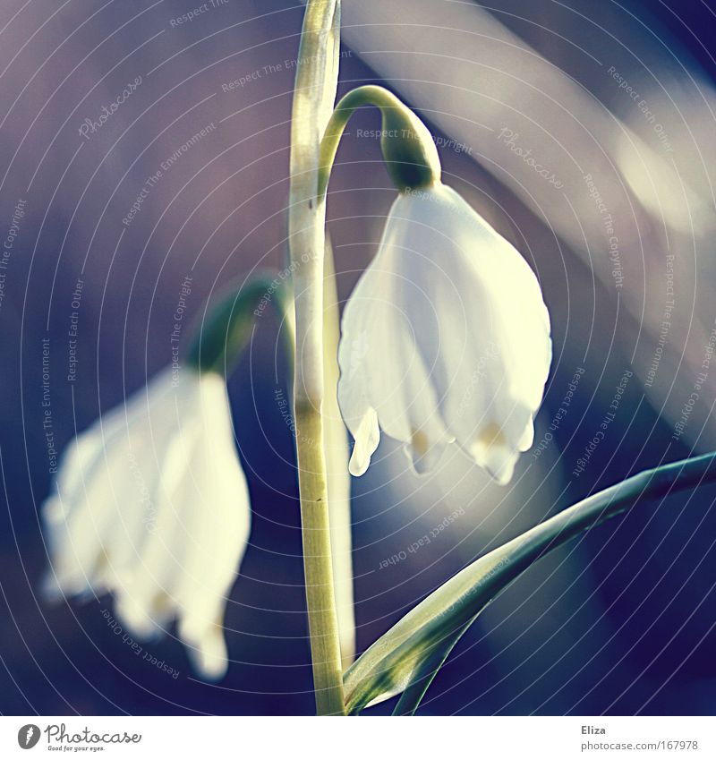 spring memorial Subdued colour Exterior shot Day Sunlight Sunbeam Blur Plant Spring Flower Kitsch Soft Delicate Smooth Snowdrop Mood lighting Old Vintage