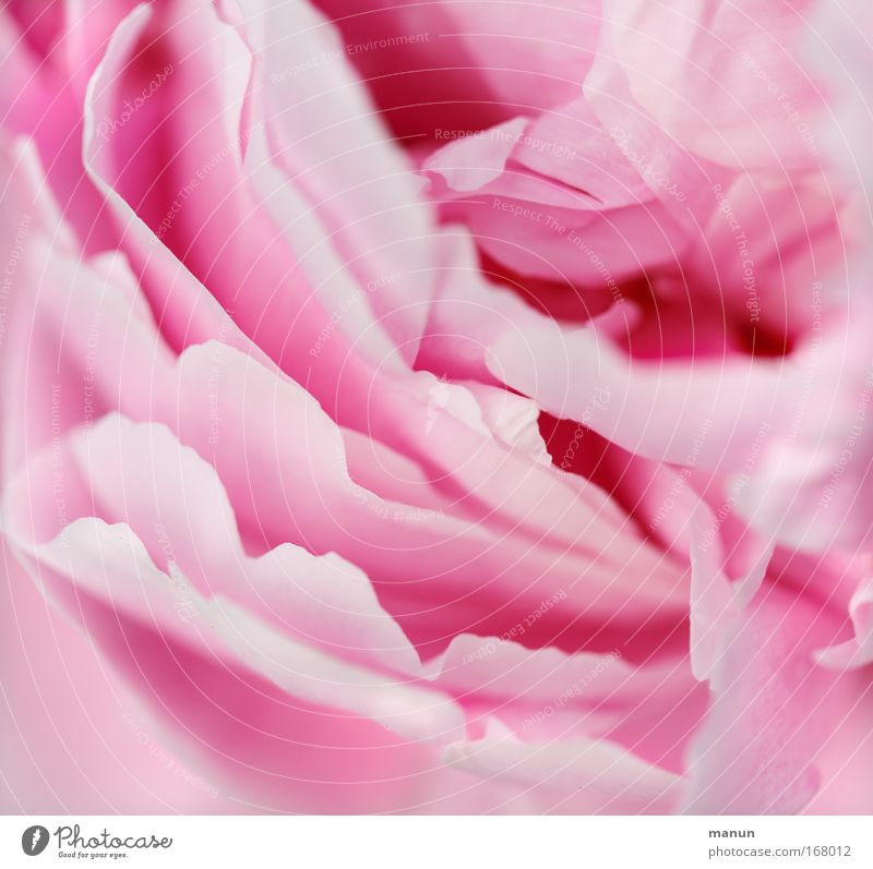 peony Colour photo Exterior shot Abstract Pattern Structures and shapes Copy Space left Copy Space right Copy Space top Copy Space bottom Copy Space middle