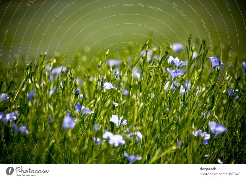flowers in green Colour photo Exterior shot Deserted Copy Space top Day Sunlight Shallow depth of field Worm's-eye view Forward Nature Plant Beautiful weather