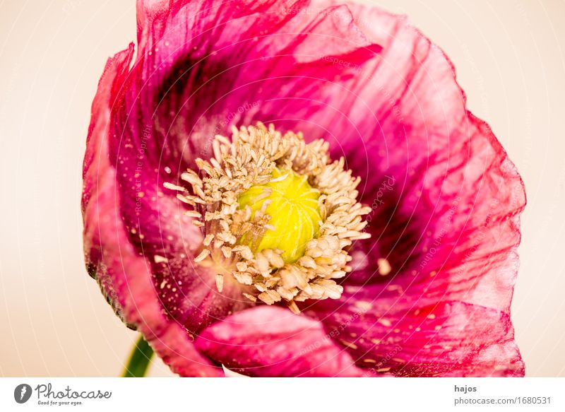 opium poppy,flower Intoxicant Medication Plant Blossom Violet Addiction Opium poppy Poppy Alkaloid narcotic pharmacy Poison Asia Close-up