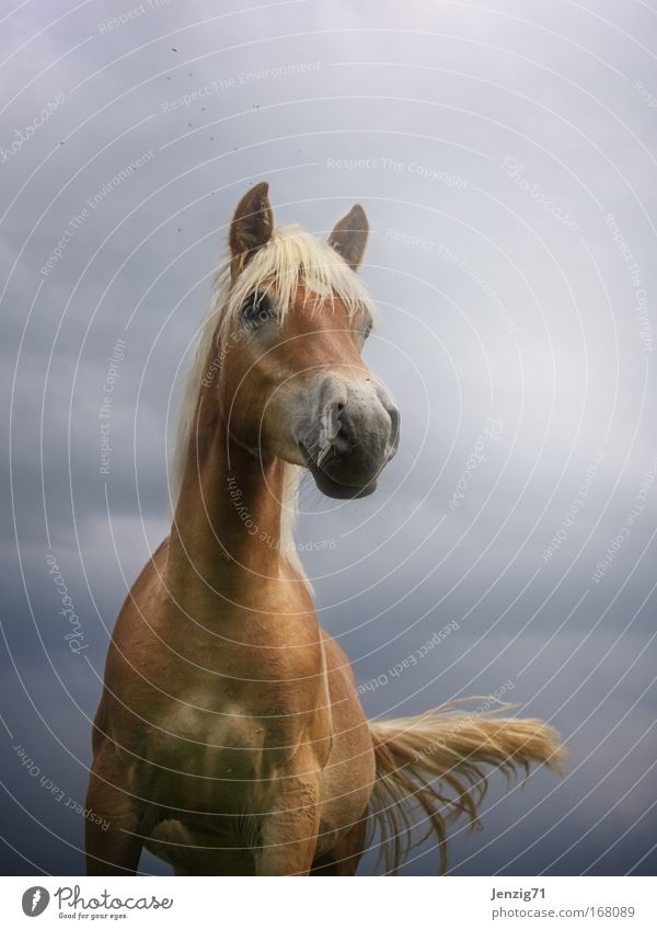 Haflinger. Colour photo Exterior shot Copy Space top Neutral Background Twilight Back-light Shallow depth of field Worm's-eye view Wide angle Animal portrait