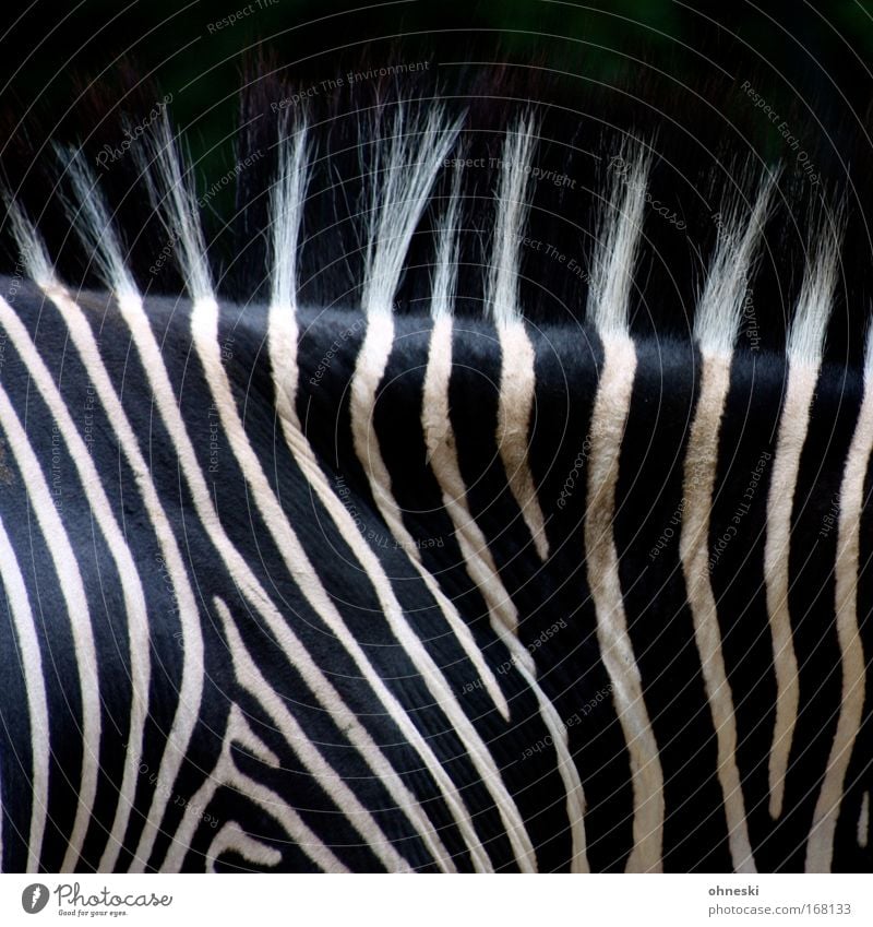 zebra cheeks Abstract Pattern Rockabilly Animal Black-haired White-haired Wild animal Zoo Zebra 1 To feed Feeding Painting (action, work) Original Nape