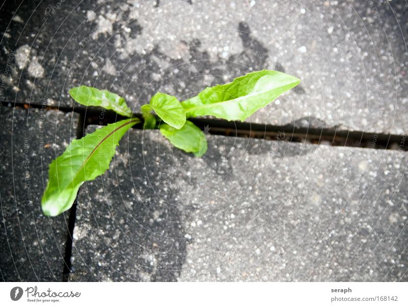 Dandelion plants leaf homeopathic Green Floral flora Veins groundsel taraxacum ruderalia Detail herbage Verdant Botany Growth blades of grass Flower Fresh