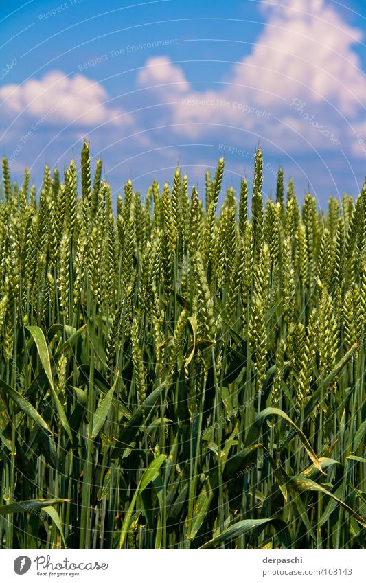 field of corn Colour photo Exterior shot Close-up Deserted Copy Space top Day Sunlight Shallow depth of field Worm's-eye view Nature Landscape Animal Sky Clouds